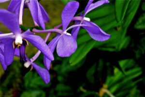 DrP Neo Orchids Mandai Zoo